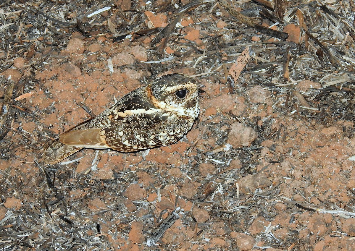 Spot-tailed Nightjar - ML371880011