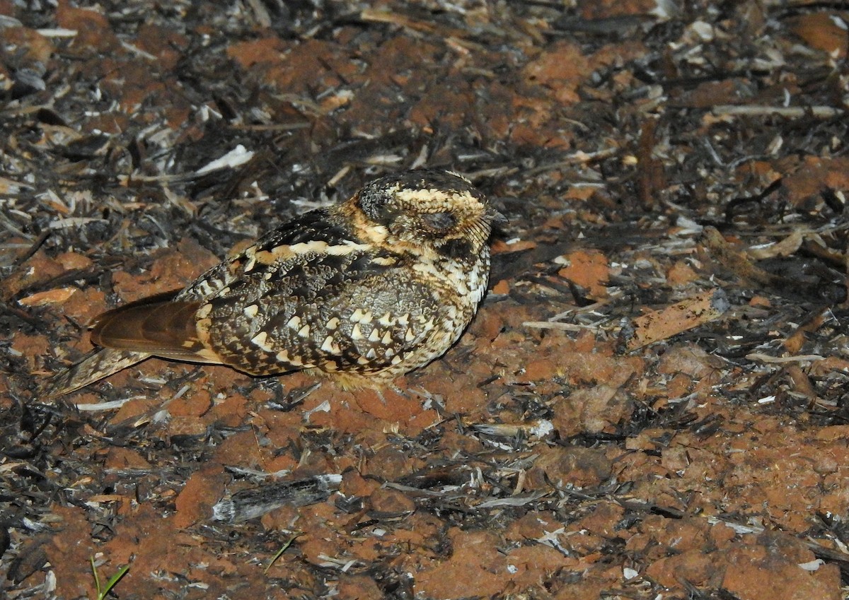 Spot-tailed Nightjar - ML371880031