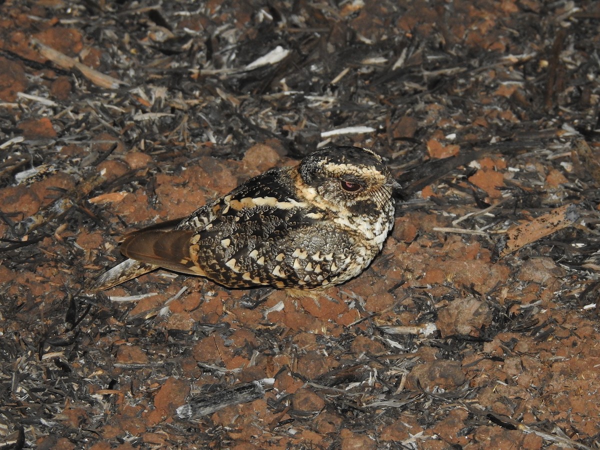 Spot-tailed Nightjar - ML371880051