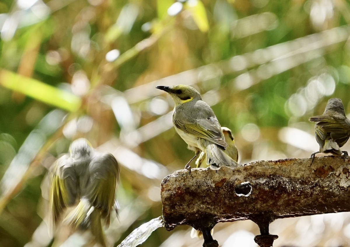 Gray-fronted Honeyeater - Anthony Schlencker