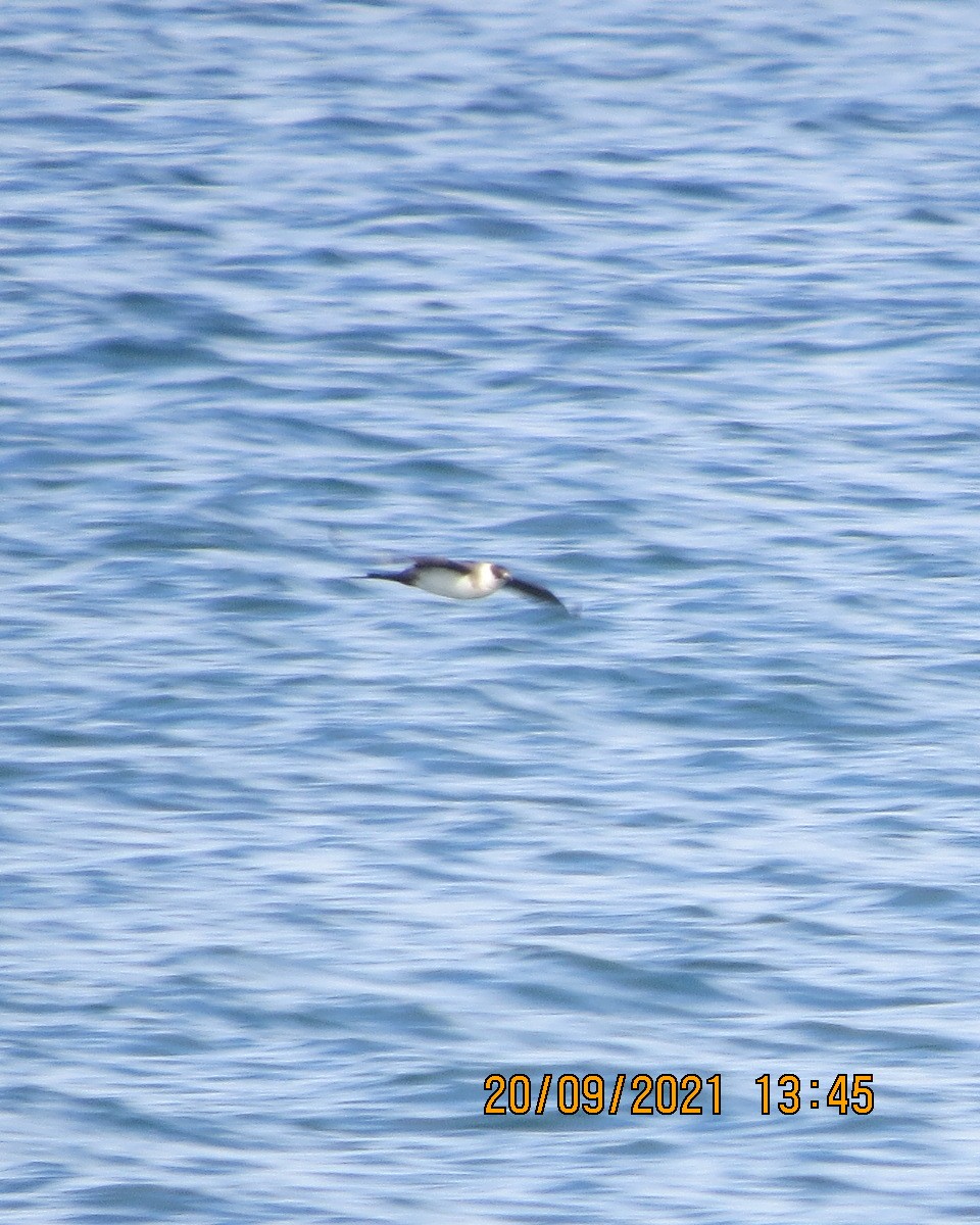 Parasitic Jaeger - Gary Bletsch