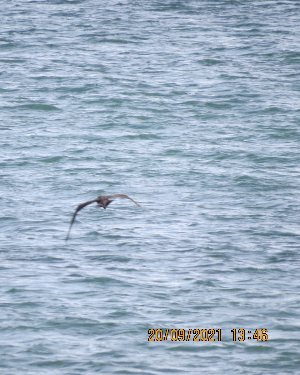 Parasitic Jaeger - Gary Bletsch