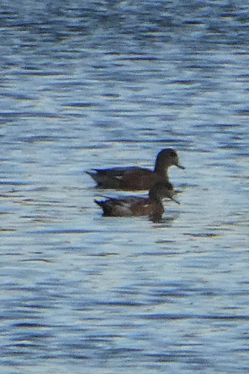 Canard d'Amérique - ML371880911