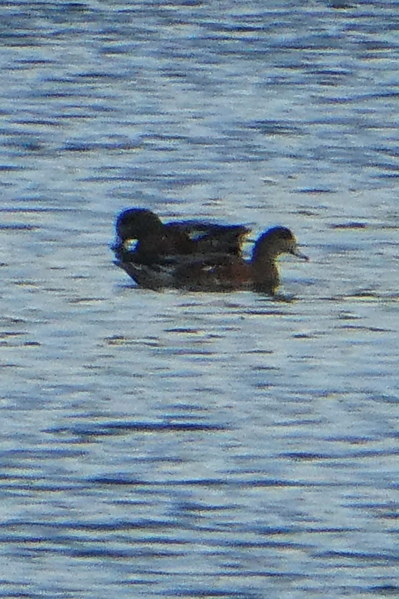 American Wigeon - ML371880921