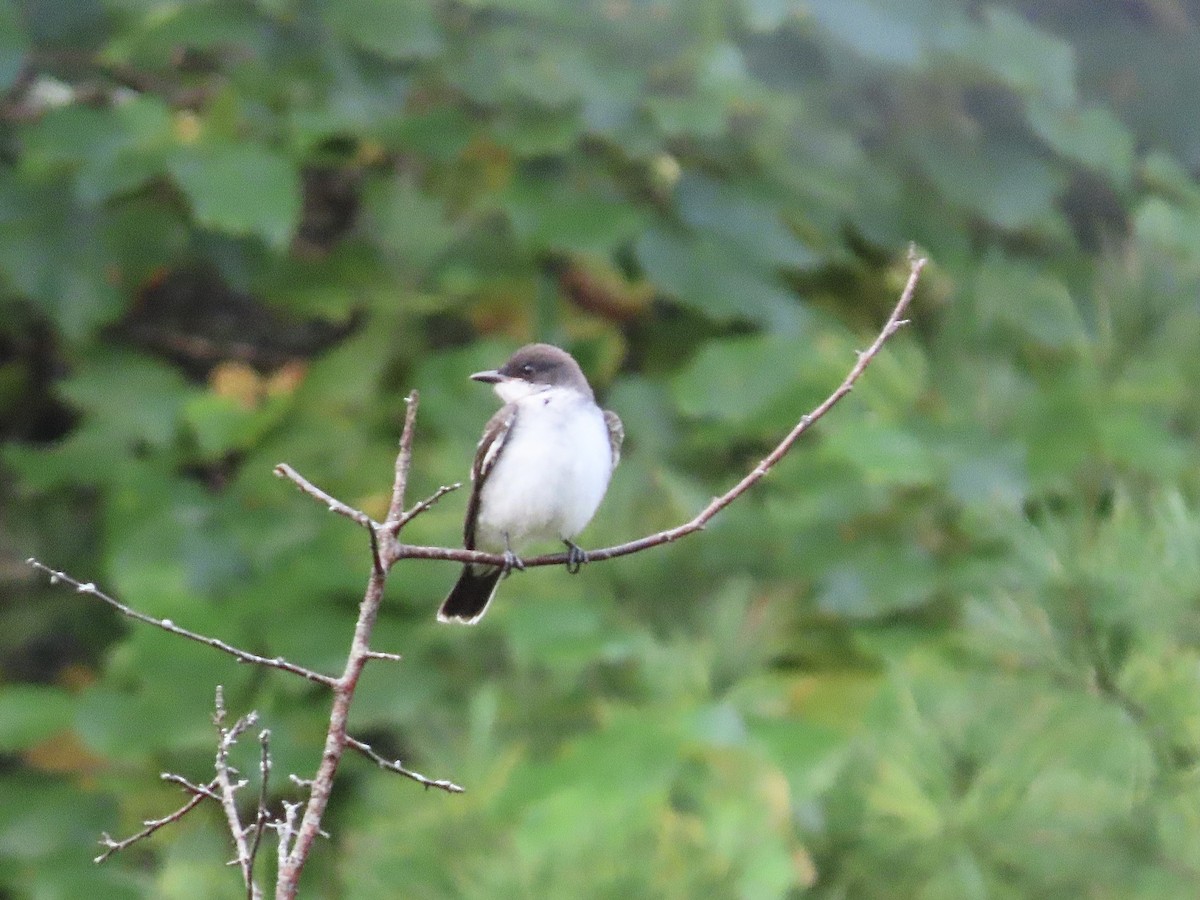 Eastern Kingbird - ML371881761
