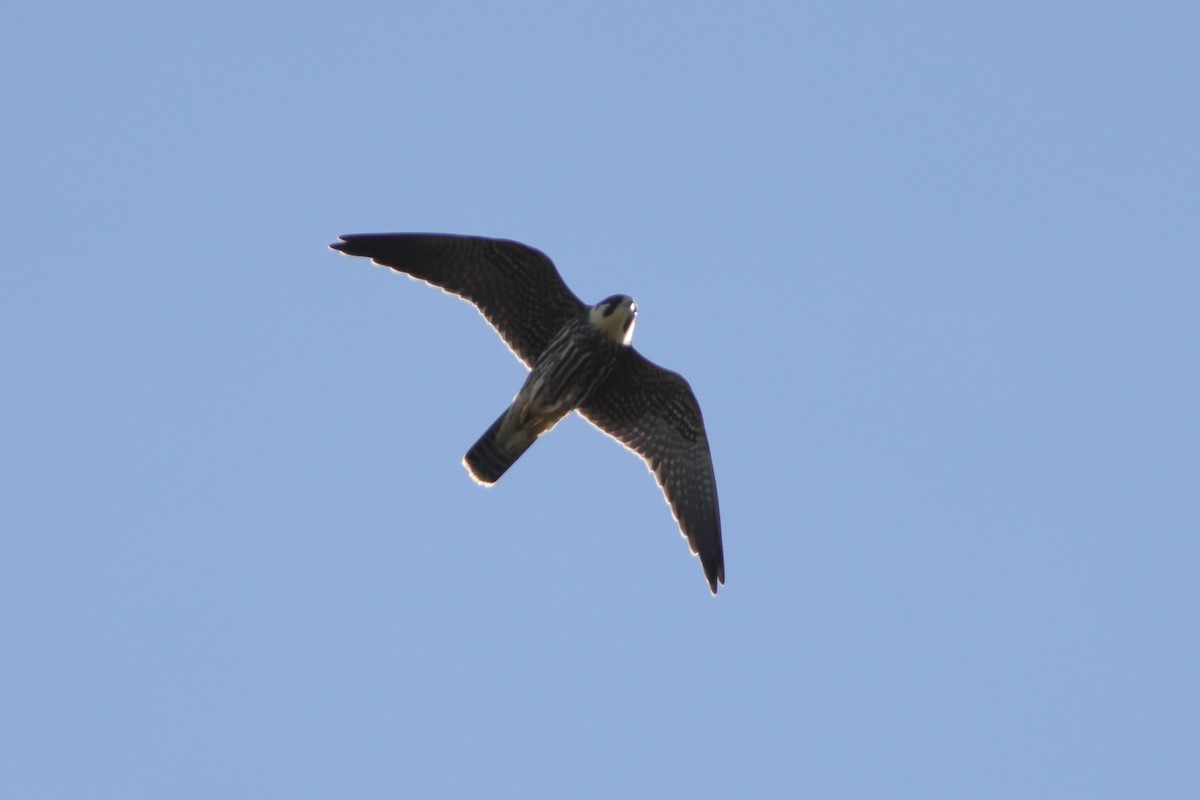 Eurasian Hobby - ML371882211