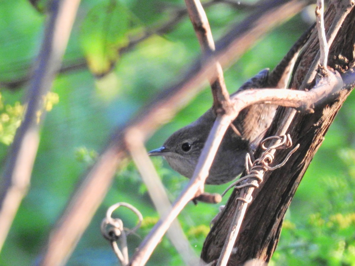 House Wren - Mary  McMahon