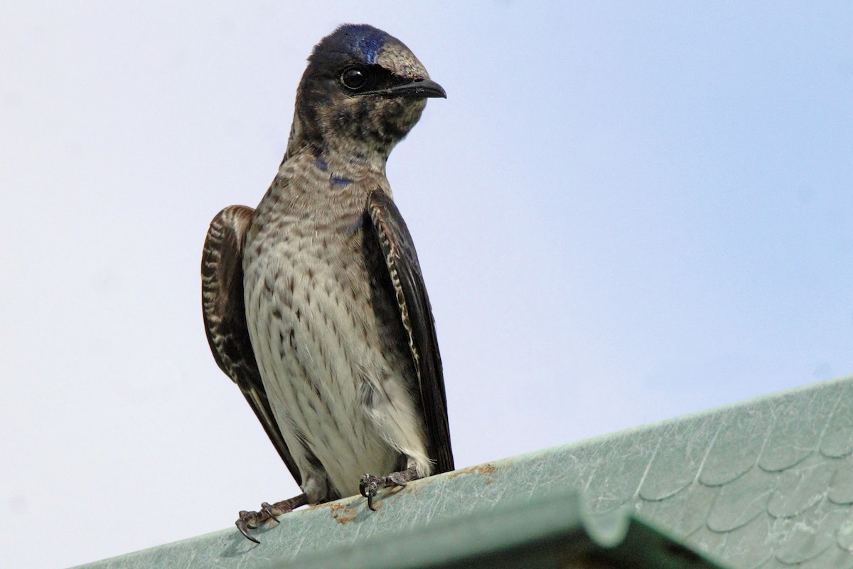 Golondrina Purpúrea - ML371887491