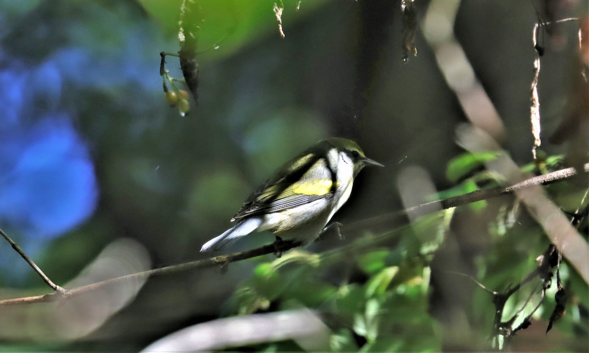 Golden-winged Warbler - ML371887771