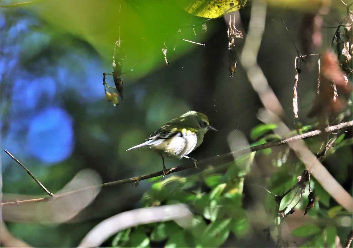 Golden-winged Warbler - ML371887781