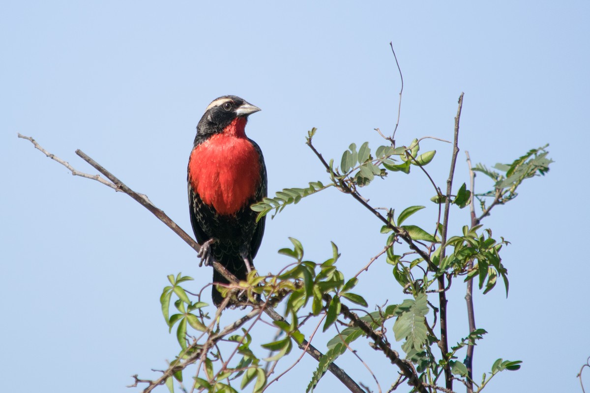 White-browed Meadowlark - ML37188841