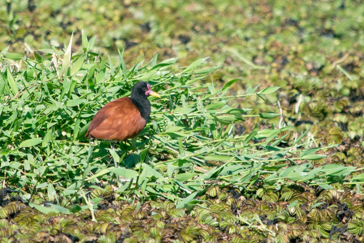 Wattled Jacana - ML37188941