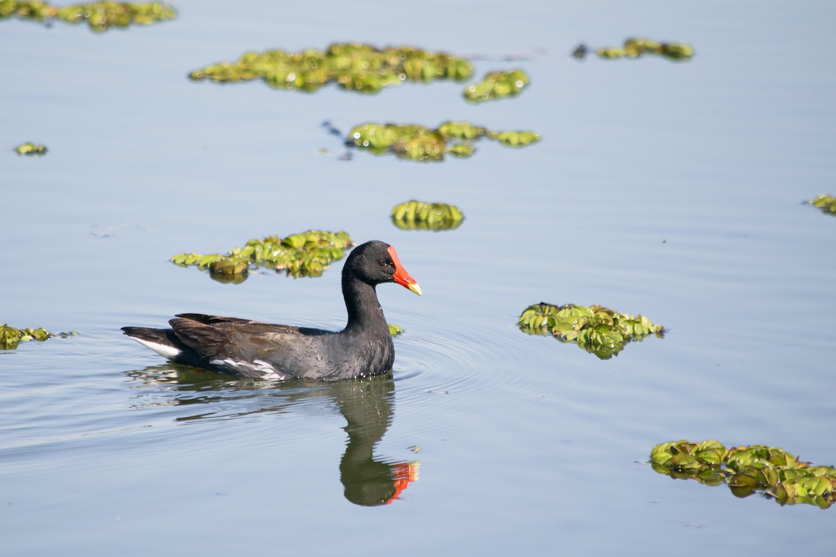 Common Gallinule - ML37189021