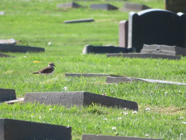 Killdeer - ML371892321