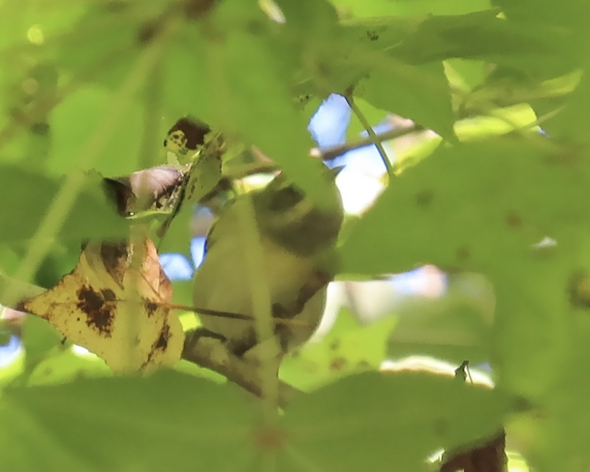Golden-winged Warbler - ML371892351
