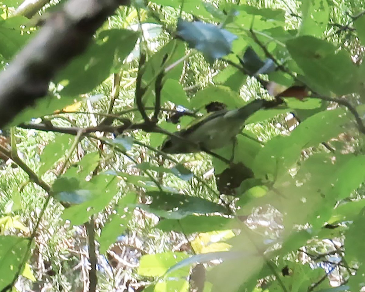 Golden-winged Warbler - ML371893261