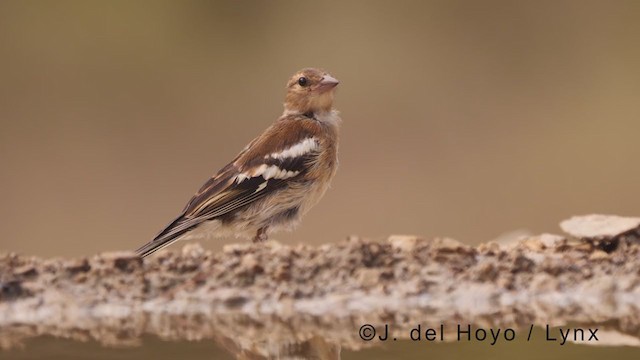 Common Chaffinch - ML371895191