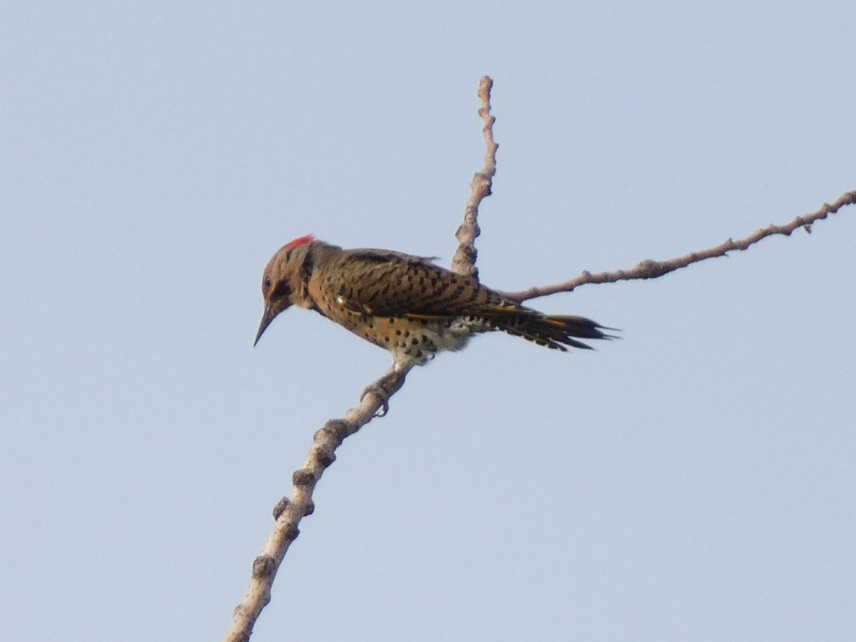 Northern Flicker (Yellow-shafted) - ML371895921