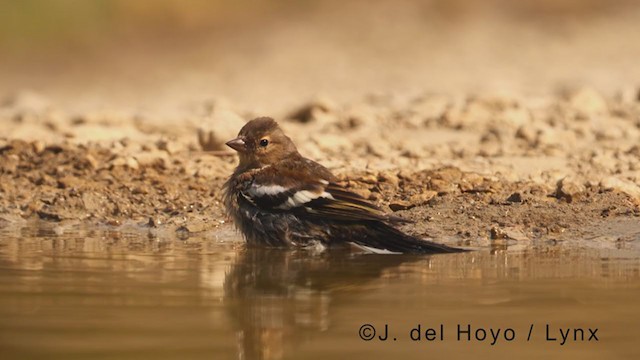 Common Chaffinch - ML371896631