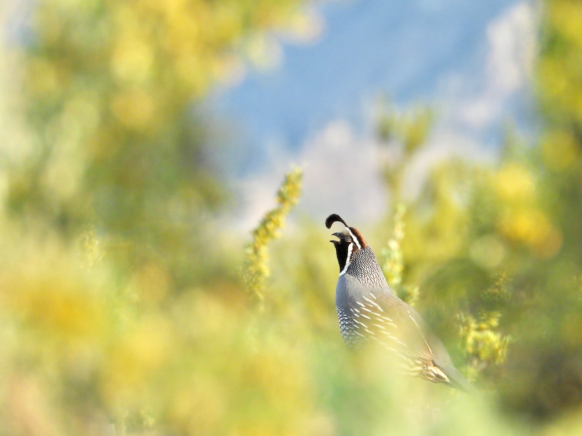 California Quail - Kalin Ocaña