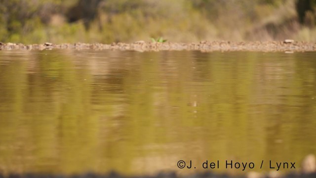 Avión Roquero - ML371897191