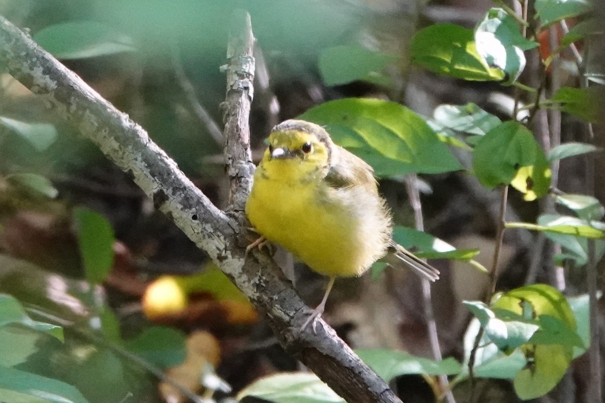 Hooded Warbler - ML371898341