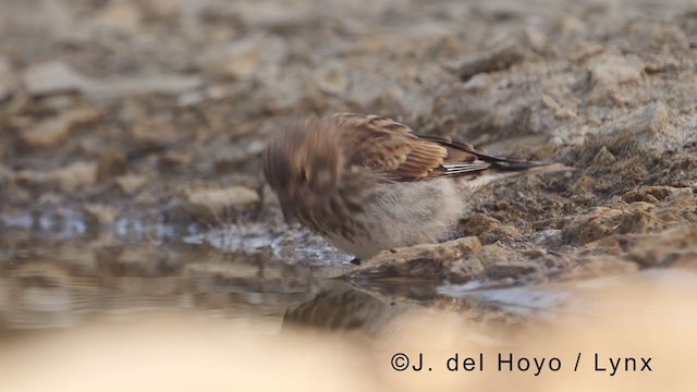 Eurasian Linnet - ML371899151