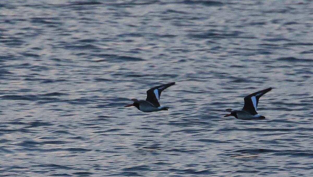 American Oystercatcher - ML37189931