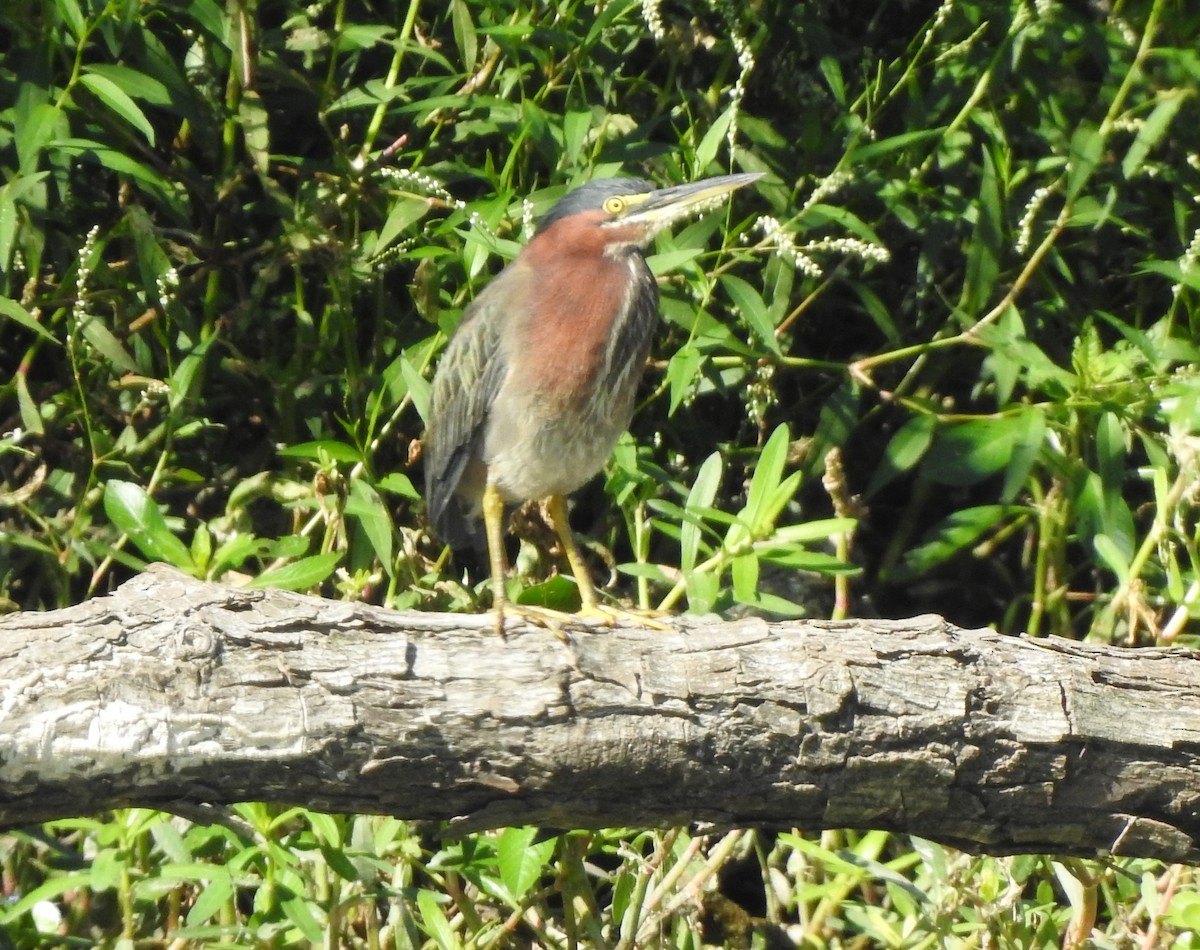 Green Heron - Anna Stalcup