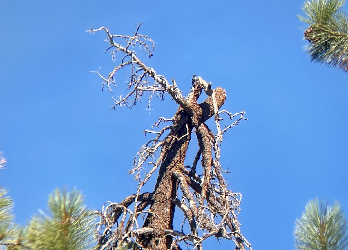 Lewis's Woodpecker - ML371902511