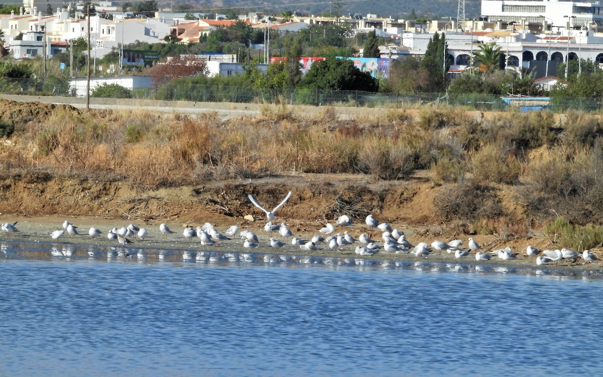 Black-headed Gull - ML371904321