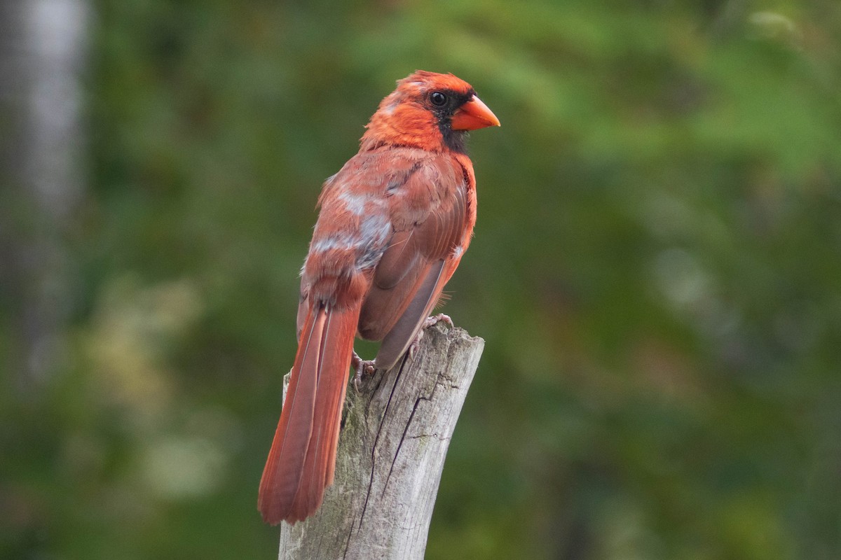 Cardinal rouge - ML371905371