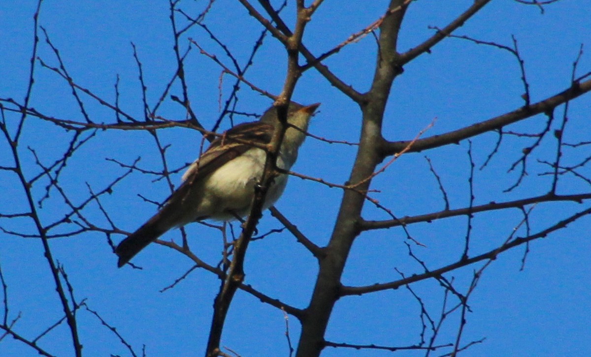 Eastern Wood-Pewee - ML371906881