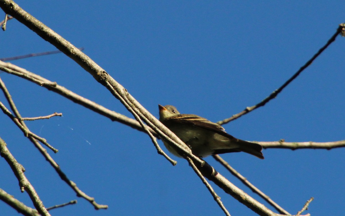 Eastern Wood-Pewee - ML371906891