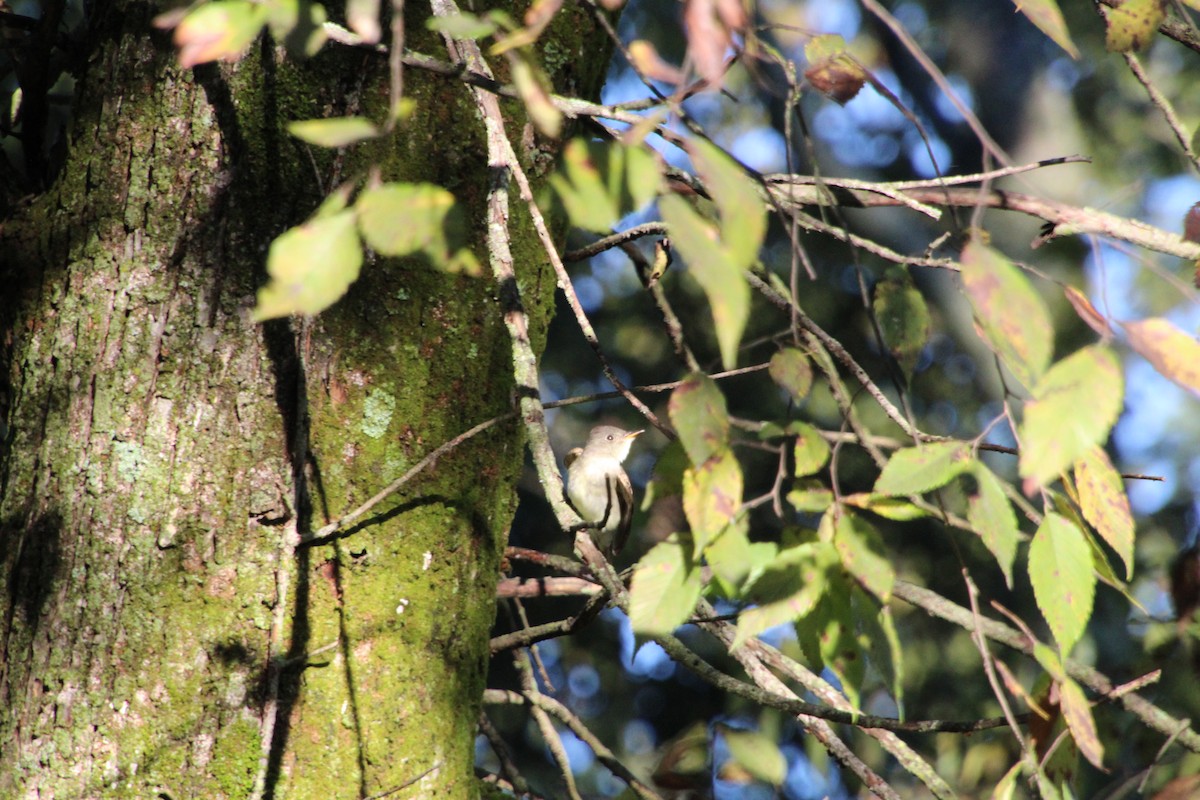 Eastern Wood-Pewee - ML371906941