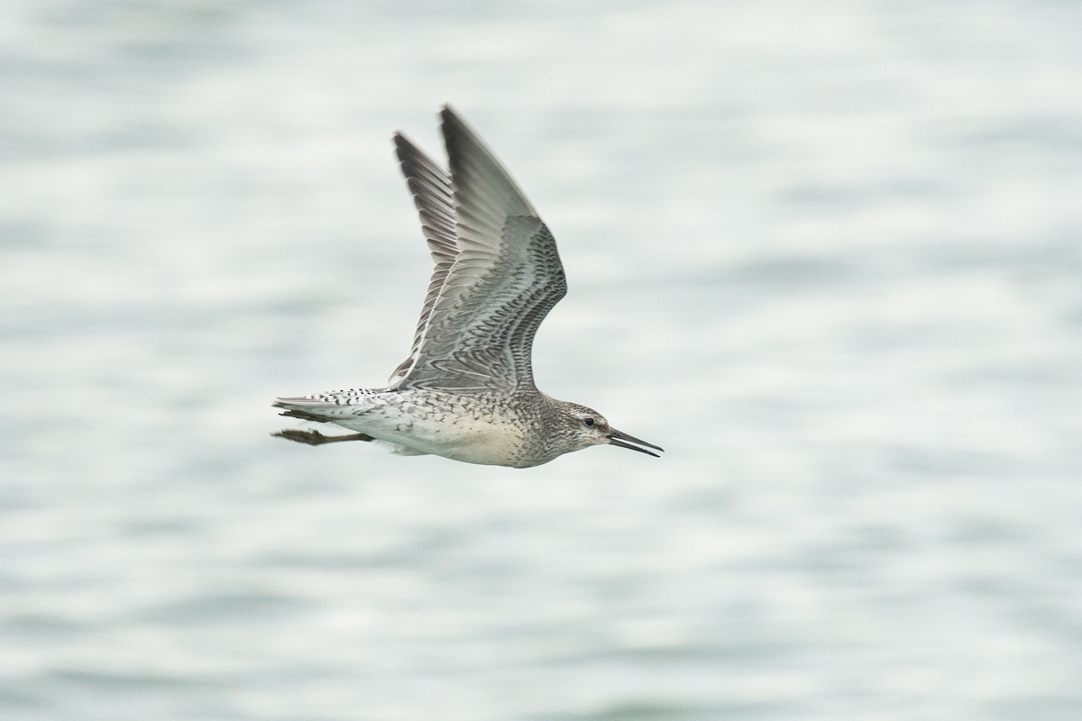 Red Knot - Ryan Griffiths