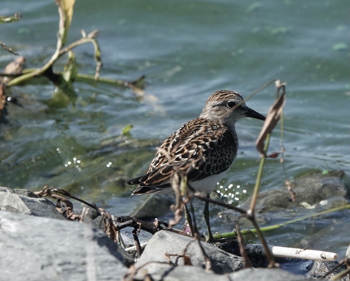 Least Sandpiper - ML371909021