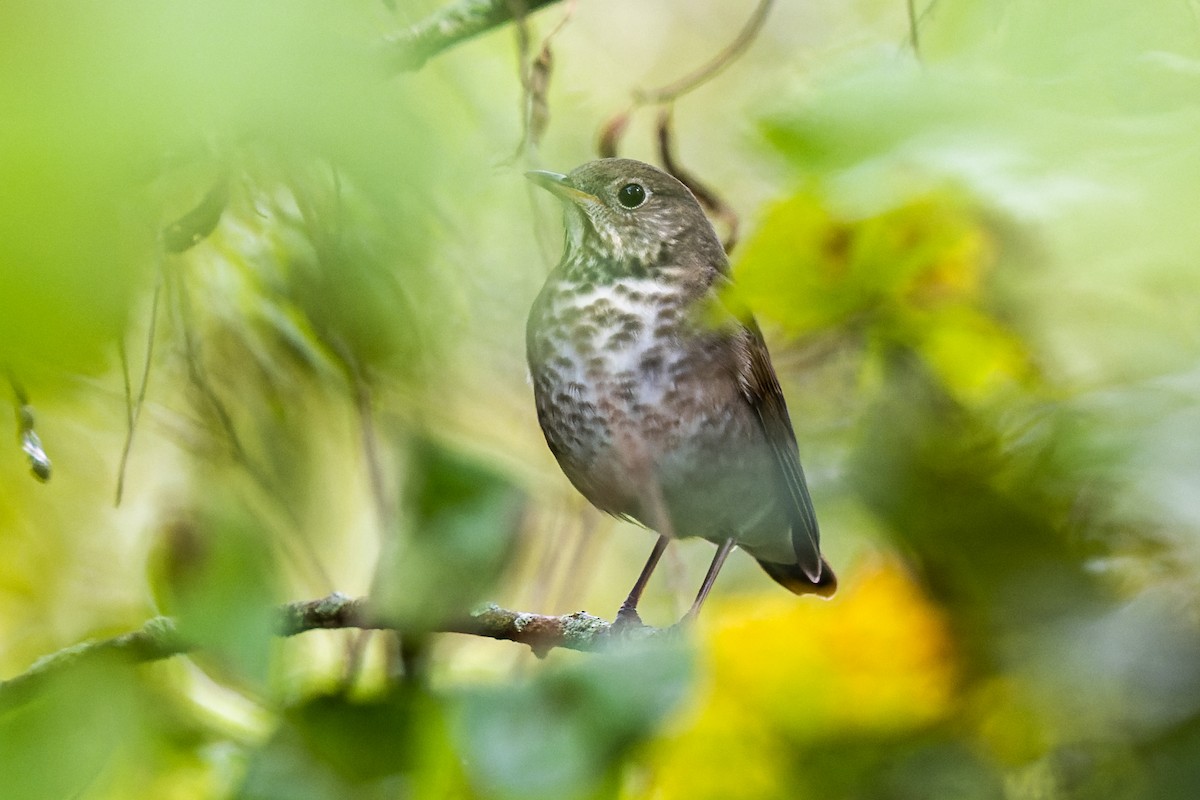 Gray-cheeked Thrush - ML371909851