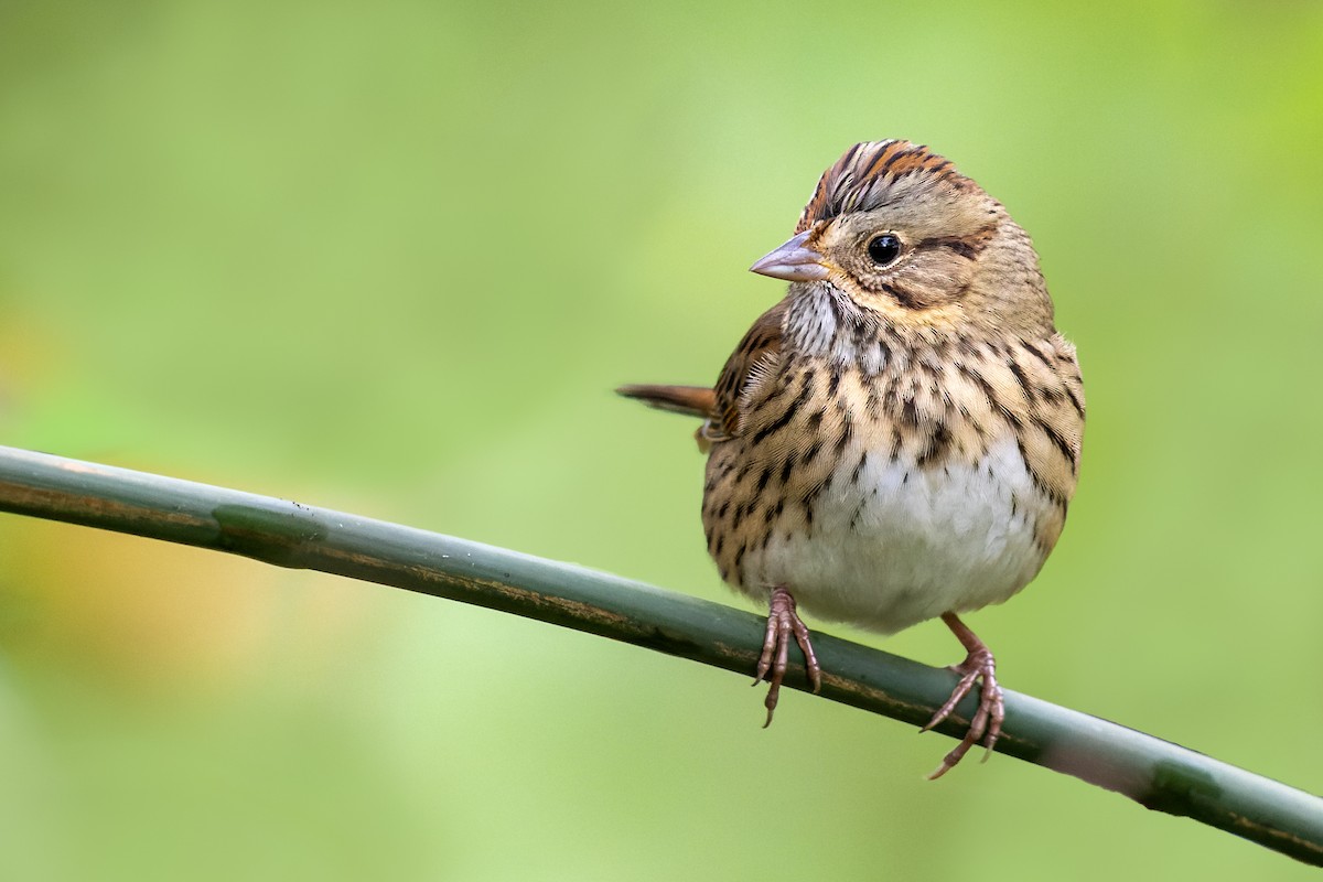 Lincoln's Sparrow - ML371909921