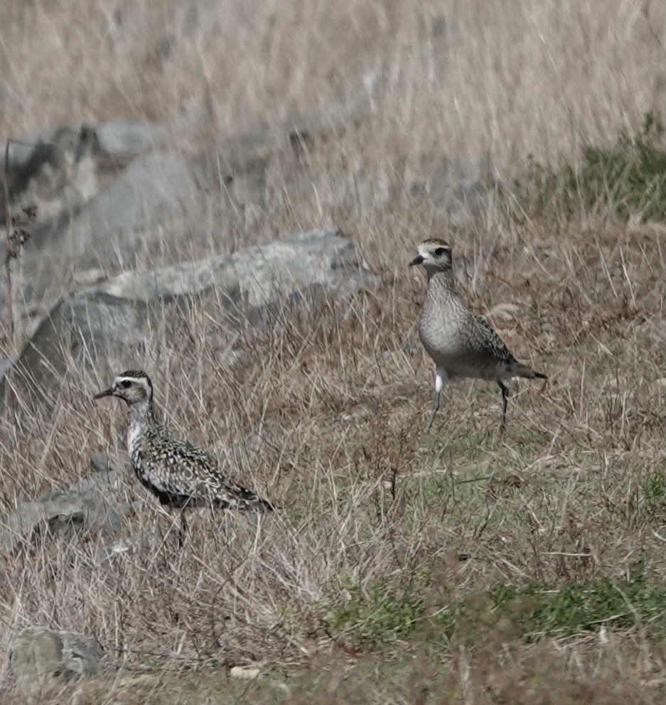 American Golden-Plover - ML371910831