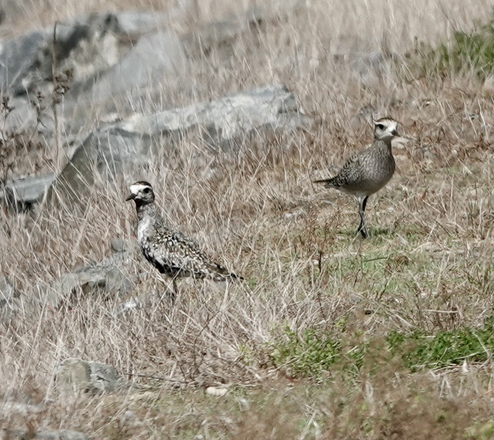 American Golden-Plover - ML371910871