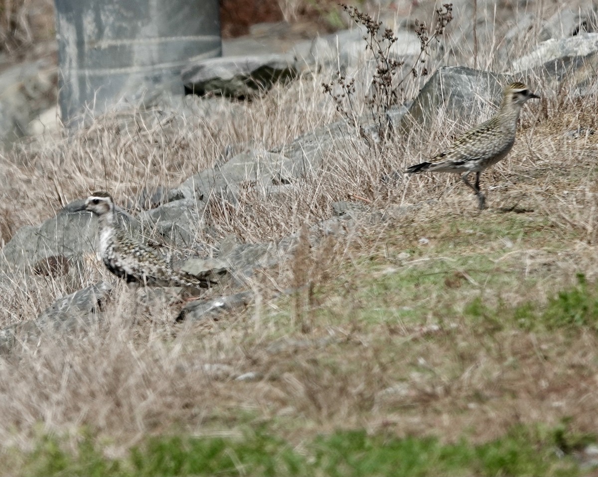 American Golden-Plover - Jeanne-Marie Maher