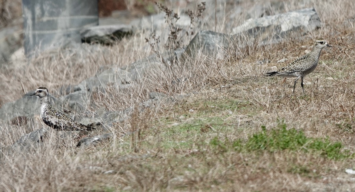 American Golden-Plover - Jeanne-Marie Maher