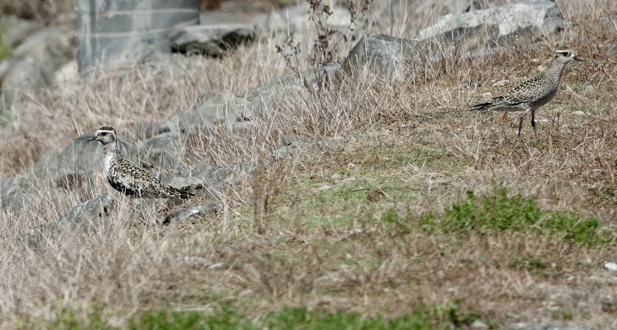 American Golden-Plover - ML371910951