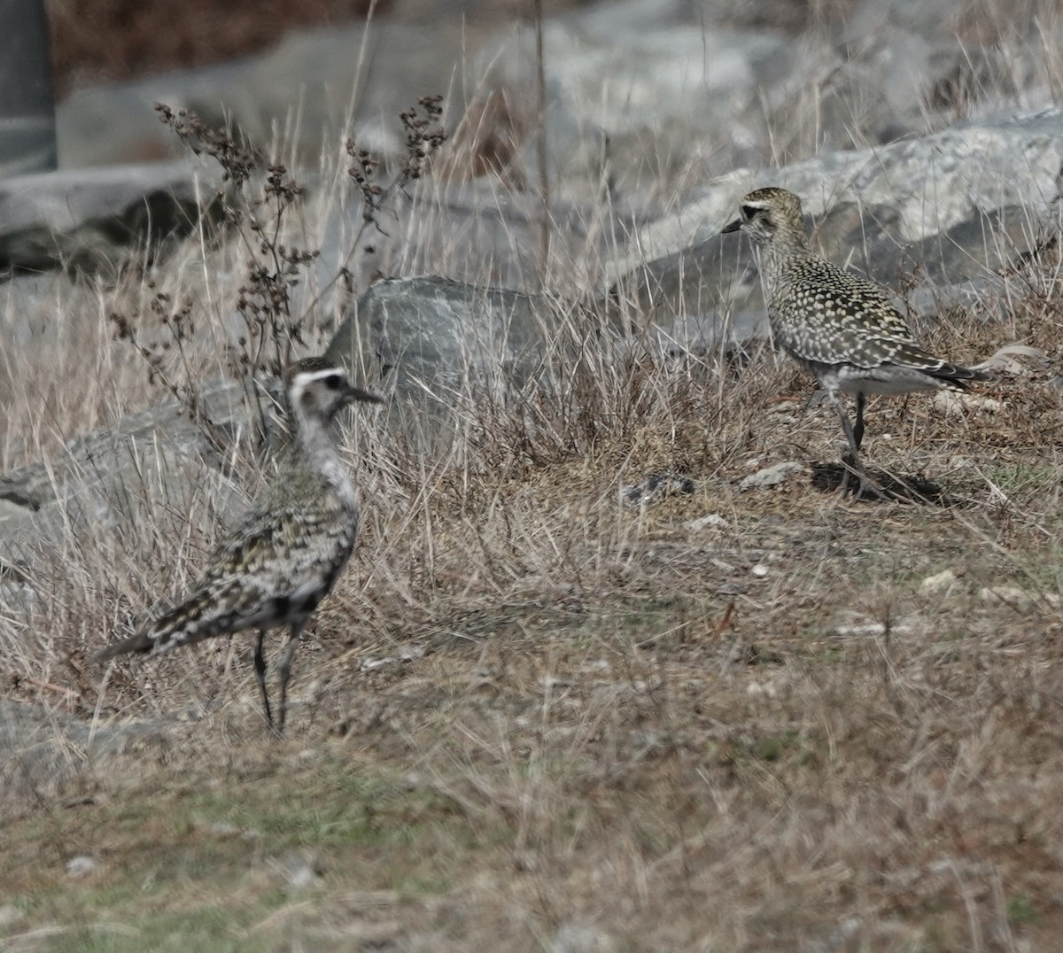 American Golden-Plover - ML371910971