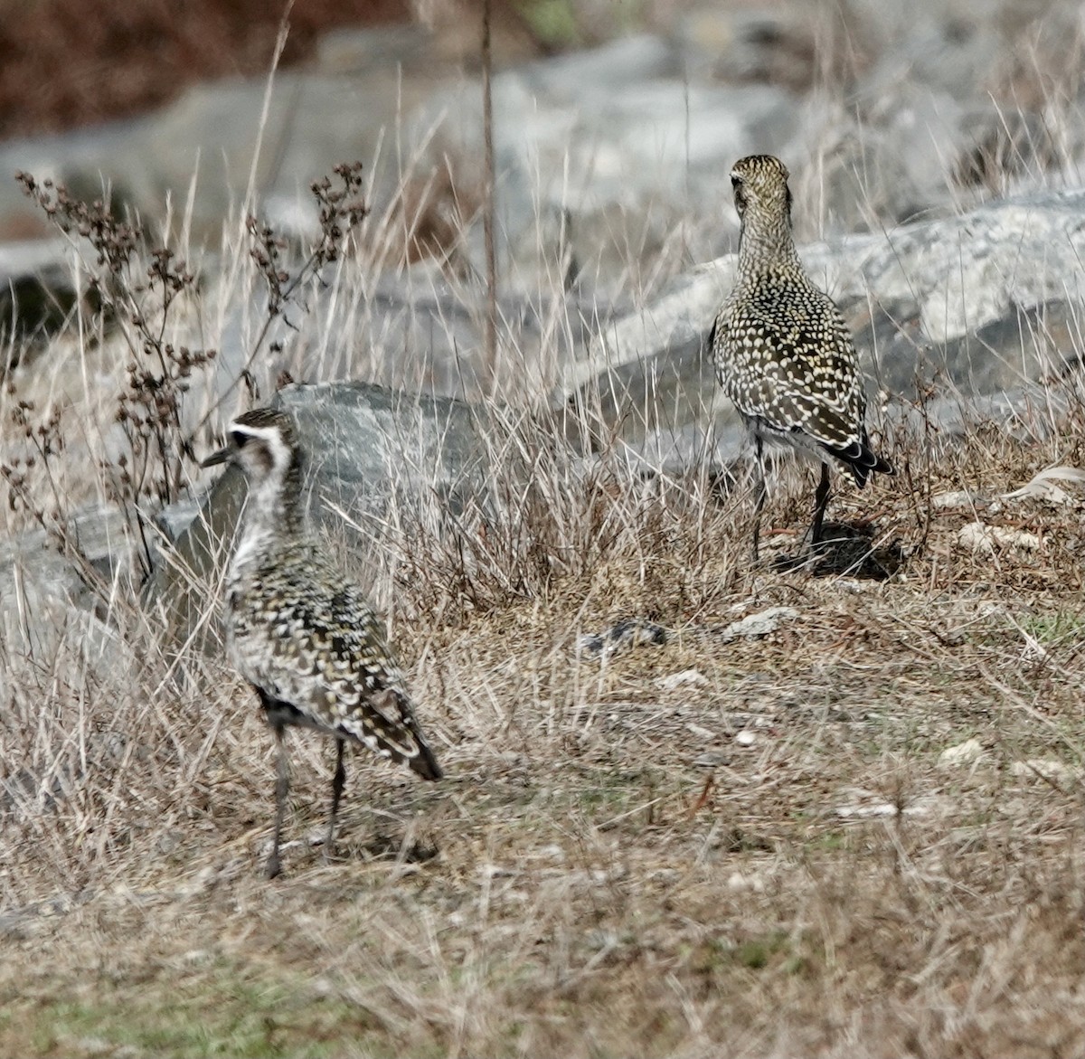 American Golden-Plover - ML371910981