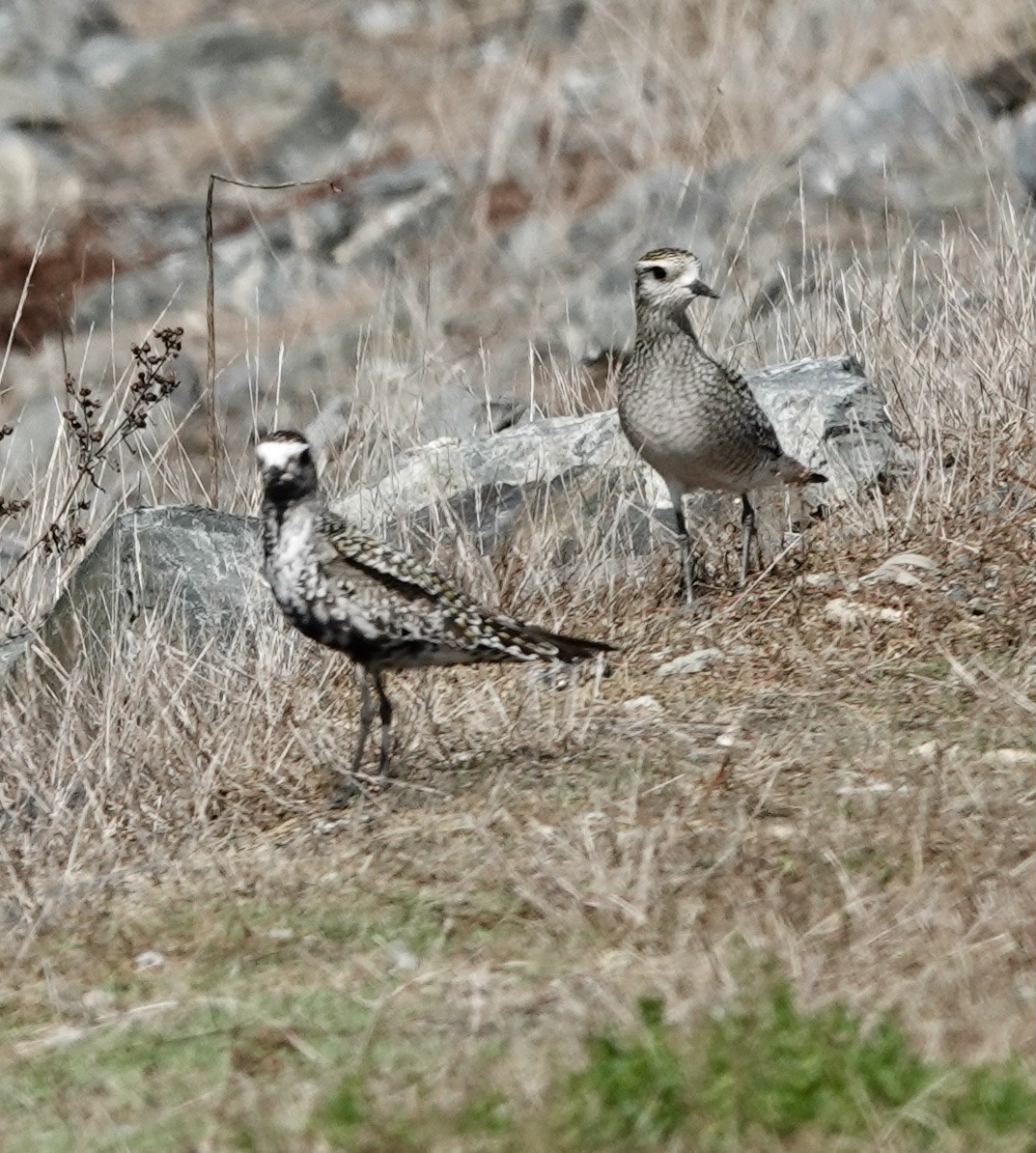 American Golden-Plover - ML371911001