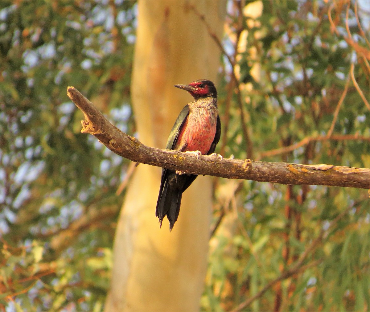 Lewis's Woodpecker - ML371912741