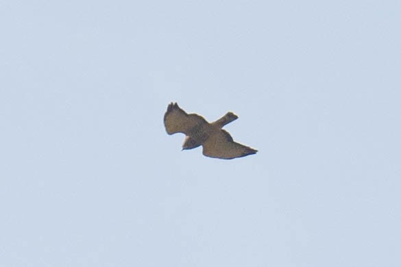 Broad-winged Hawk - ML371914551