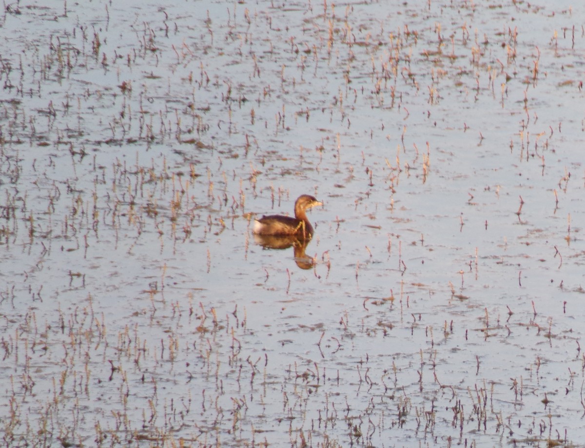 Pied-billed Grebe - ML371915481